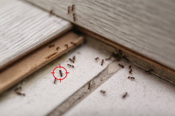 Best Wasp Removal Services  in Choctaw Lake, OH