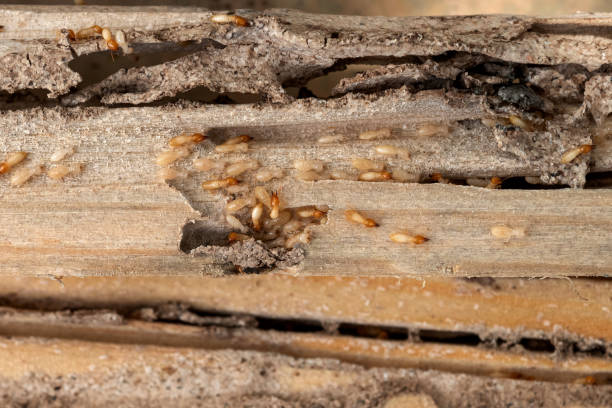 Professional Pest Control in Choctaw Lake, OH