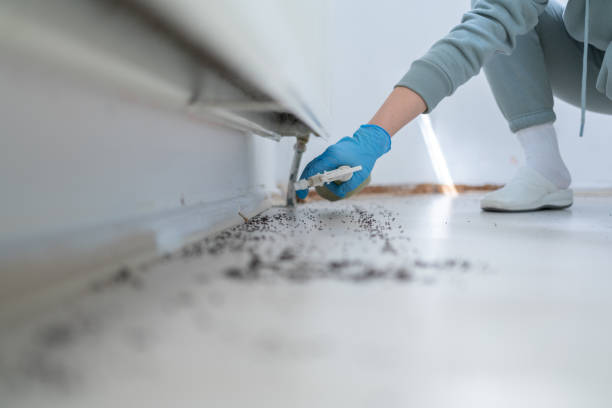 Best Termite Control Services  in Choctaw Lake, OH
